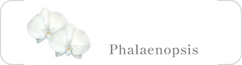 胡蝶蘭