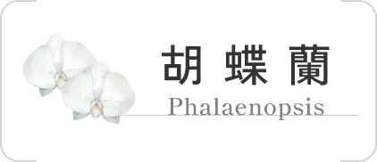 胡蝶蘭 Phalaenopsis