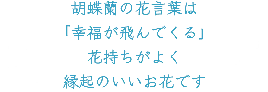 胡蝶蘭の花言葉は「幸福が飛んでくる」花持ちがよく縁起のいいお花です