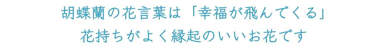 胡蝶蘭の花言葉は「幸福が飛んでくる」花持ちがよく縁起のいいお花です