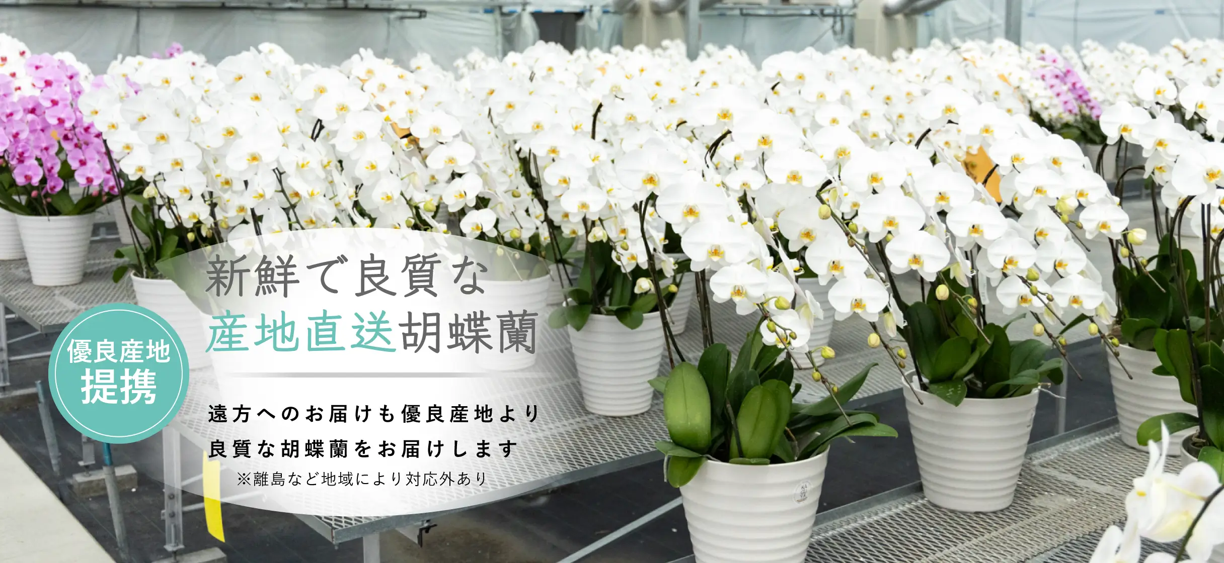 優良産地提携 新鮮で良質な産地直送胡蝶蘭 遠方へのお届けも優良産地より良質な胡蝶蘭をお届けします ※離島など地域により対応外あり