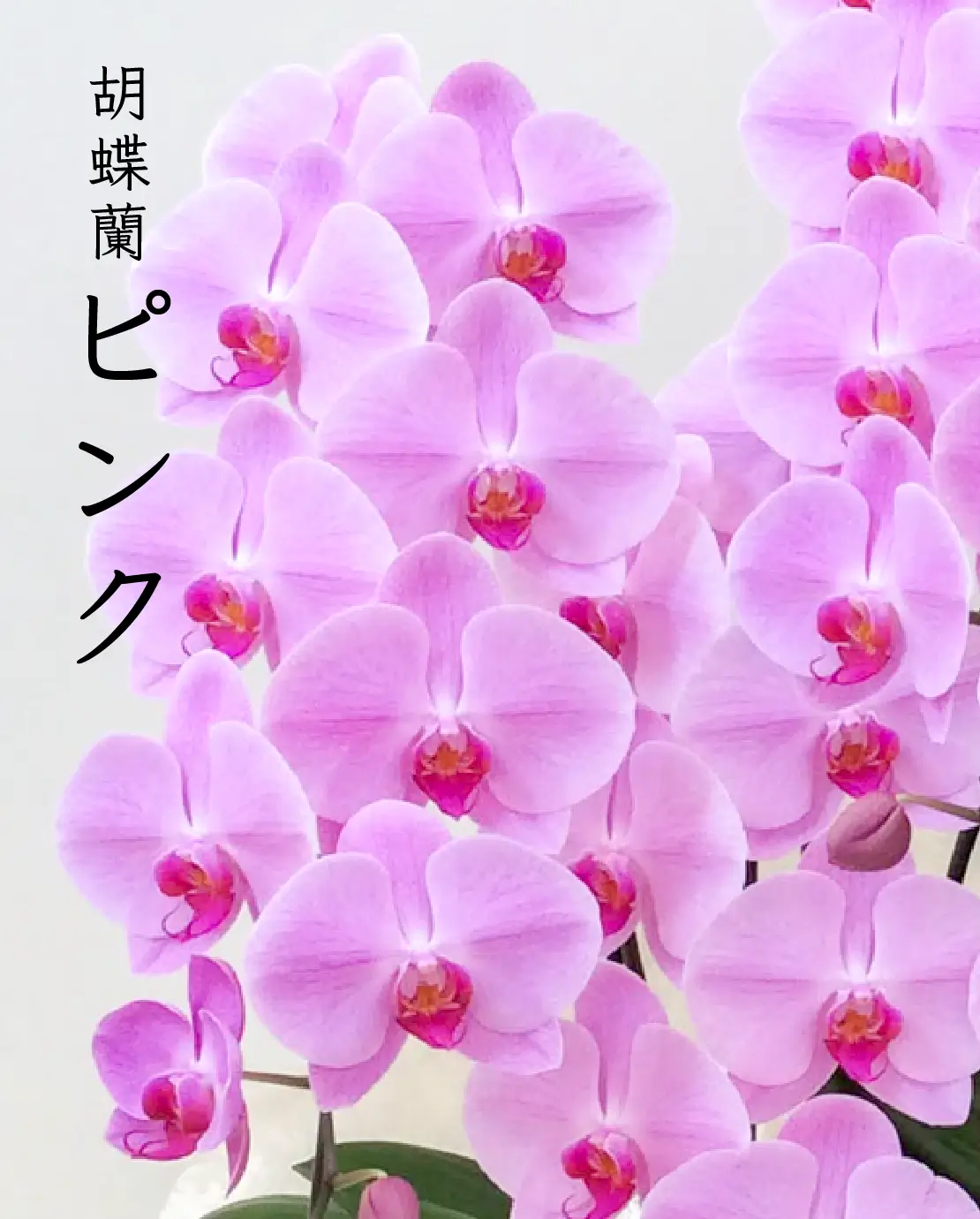 ピンク色の胡蝶蘭