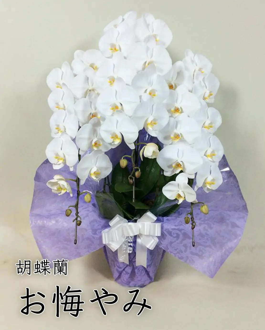 お悔み・仏事用の胡蝶蘭