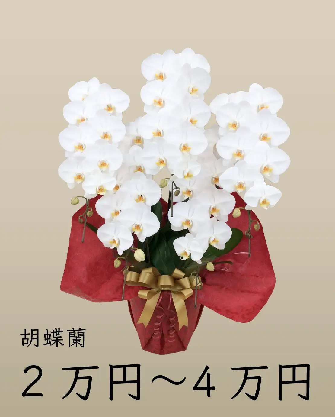 2万・3万・4万円台の胡蝶蘭