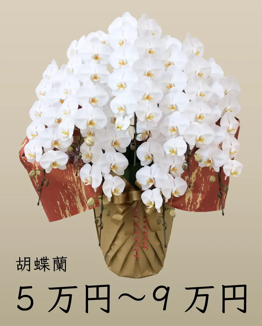5万円〜9万円以下の胡蝶蘭