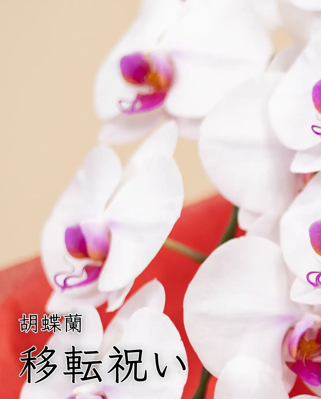 移転祝いにおすすめの胡蝶蘭