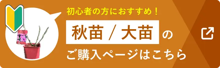 初心者の方におすすめ！ 秋苗/大苗のご購入ページはこちら