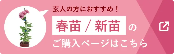 玄人の方におすすめ！ 春苗/新苗のご購入ページはこちら