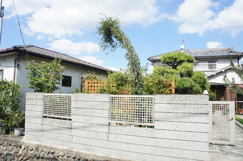 モッコウバラをシンボルツリーのように 京阪園芸株式会社