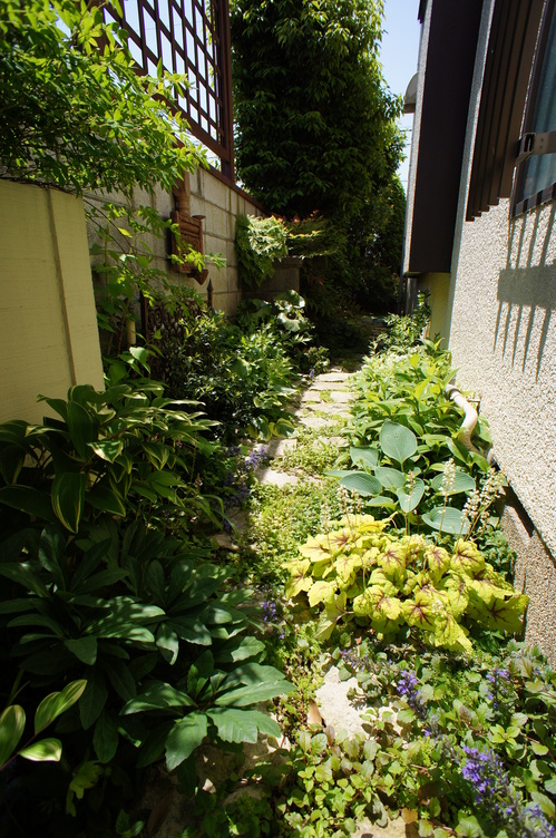 犬走りも植物でステキな空間に お庭訪問 京阪園芸株式会社