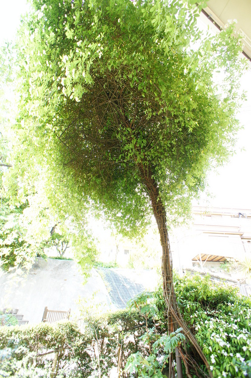 息をのむような美しさのモッコウバラ ｜ 京阪園芸株式会社