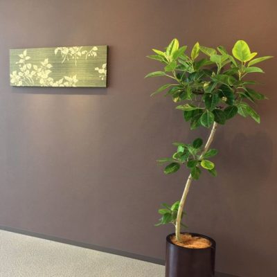 オフィスの観葉植物