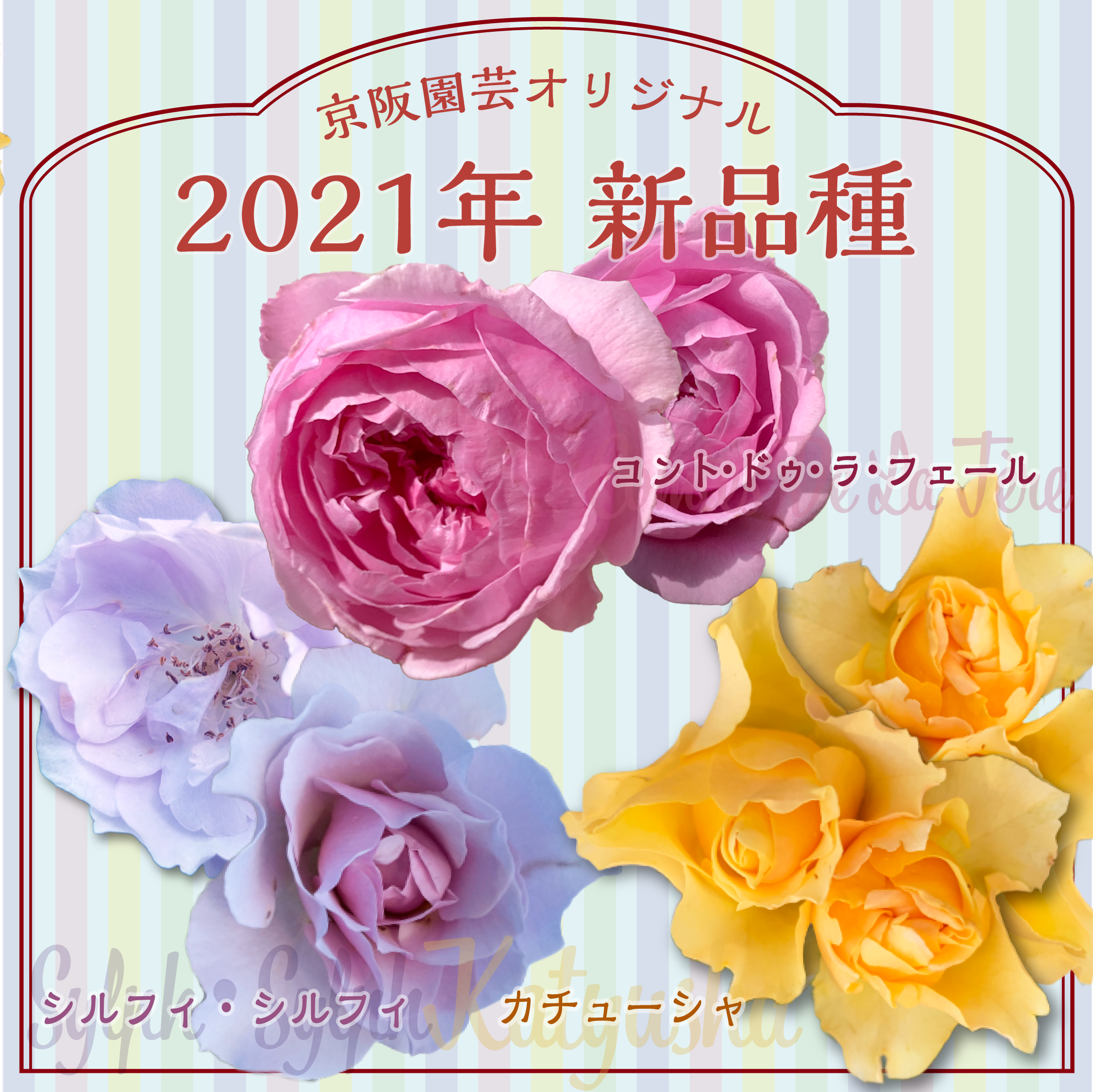 京阪園芸オリジナル F&Gローズ 2021年新品種発表！！！ – 京阪園芸