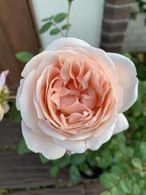 バラのwebカタログ 京阪園芸株式会社