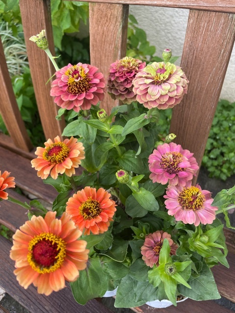 季節のお知らせ 京阪園芸株式会社