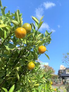 ニームって本当に効くのかしら 京阪園芸株式会社