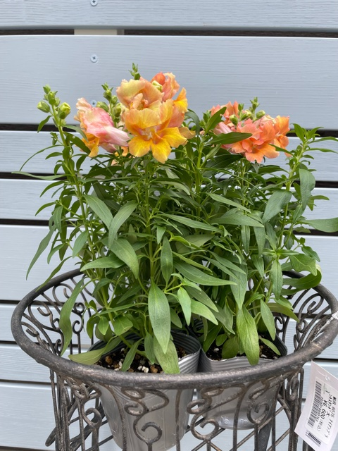 季節のお知らせ 京阪園芸株式会社