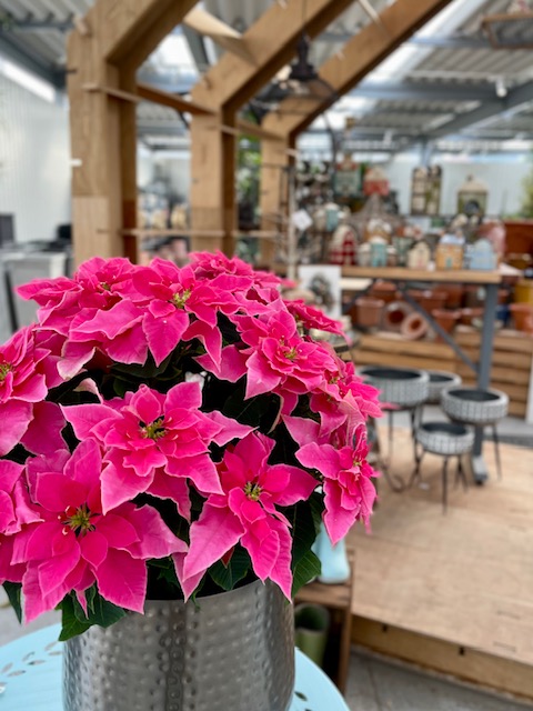 季節のお知らせ 京阪園芸株式会社