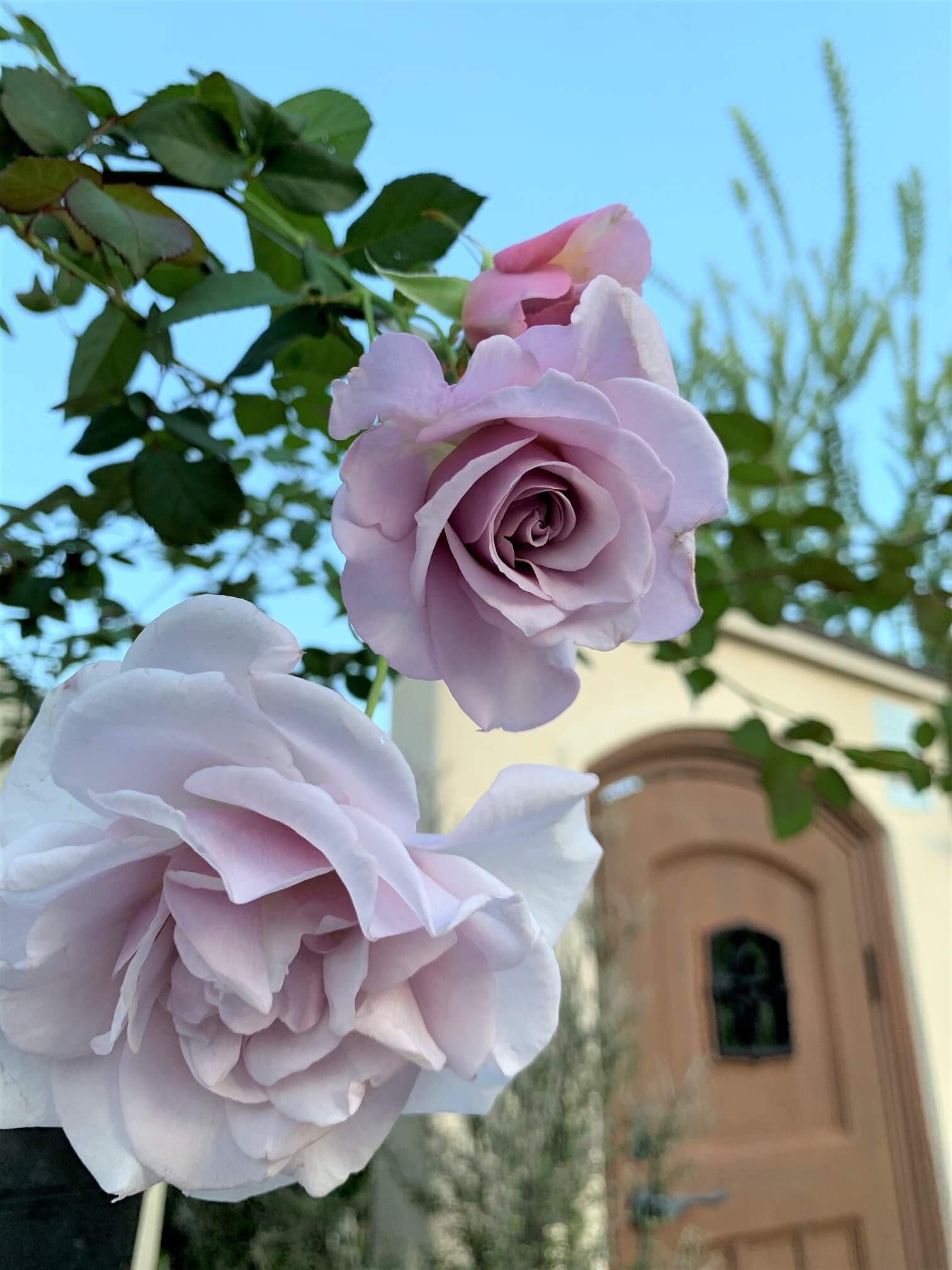 紫薔薇さん専門ページ バラ栽培のススメ】9月の植え替えは、必要なのでしょうか？ – 京阪園芸