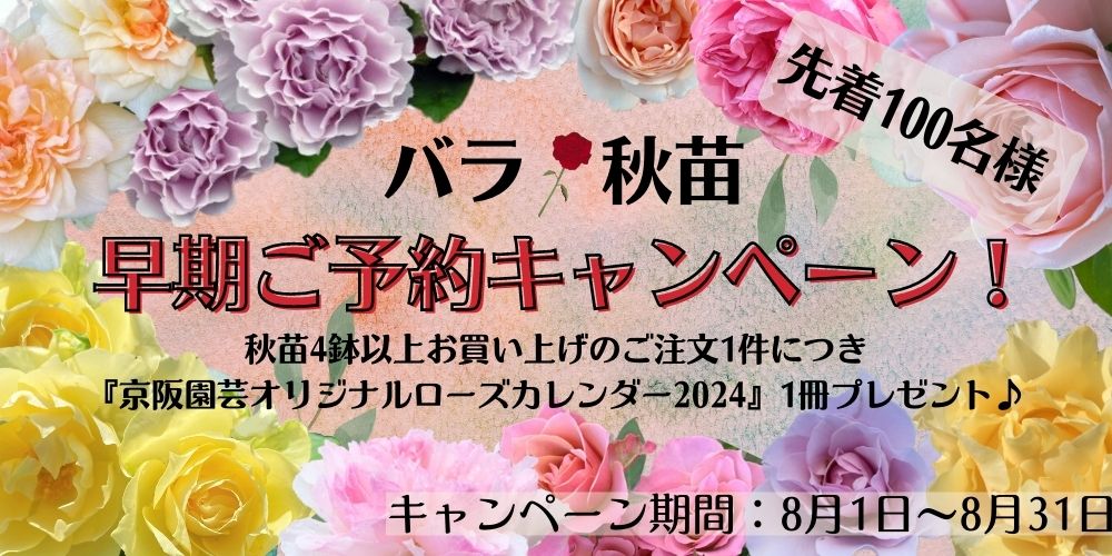 バラ秋苗予約受付開始いたしました！！ – 京阪園芸ガーデナーズ